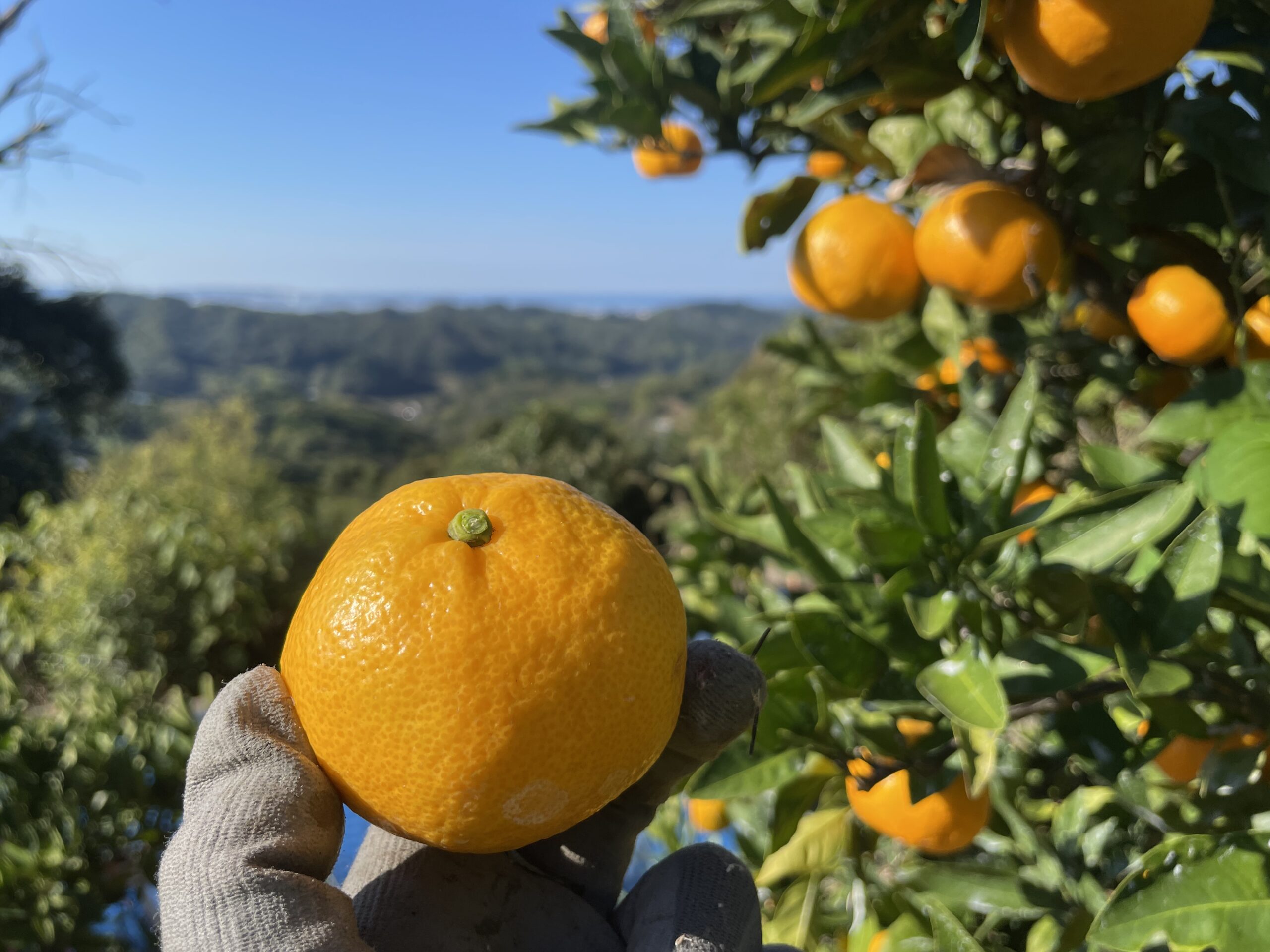 ゆら早生みかん（みかんの種類） – 中山農園