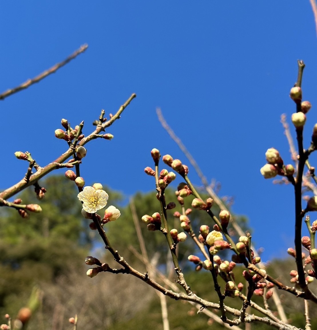 ♪☆ 花梅 品種 『月影』（つきかげ） 青白い花が特徴♪ 早春の訪れに 開花寸前 高さは底部から２２０センチ程度 現品☆♪ - 植木、庭木